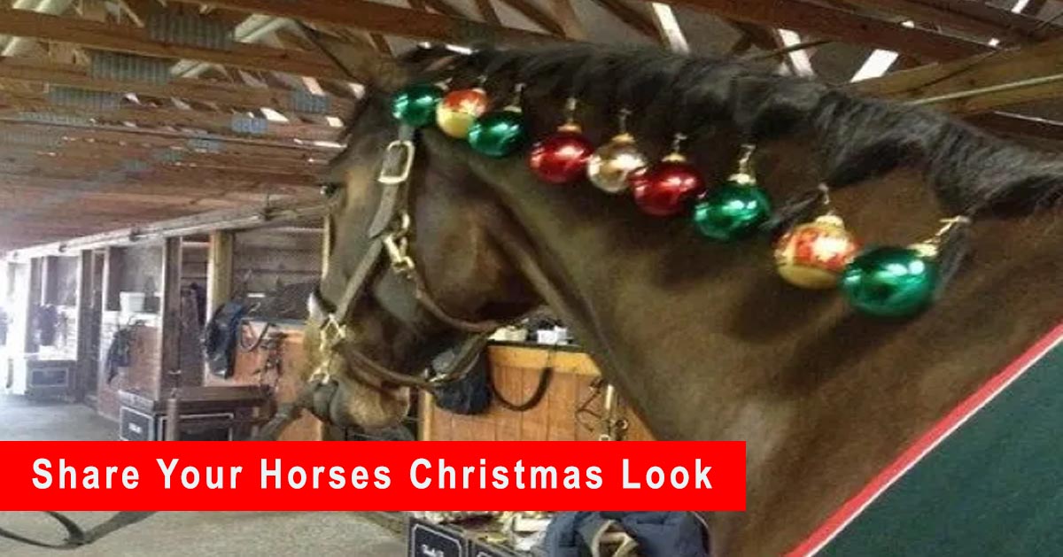Horses Getting Into The Christmas Spirit