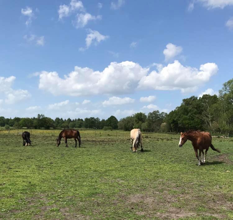 American Presidents and Their Horses - Stable Express