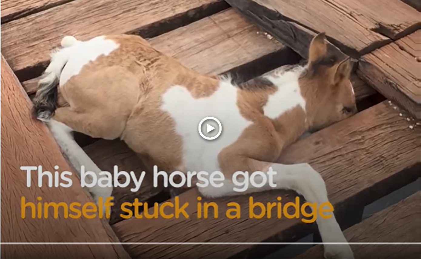 Trapped Foal Rescued From Bridge