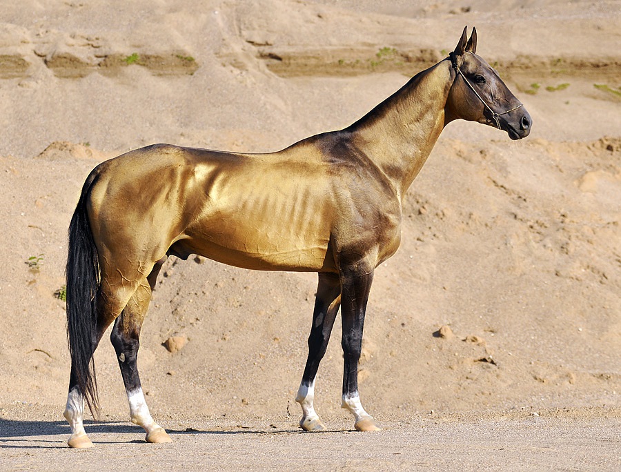 The Oldest Horse Breeds From Around The World