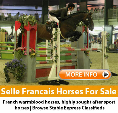 Selle Frncais Horses For Sale